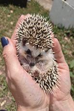 Hedgehog In Hands