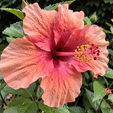 Hibiscus Close Up