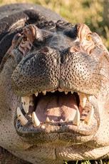 Hippo Teeth