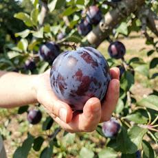 Holding Fresh Plum