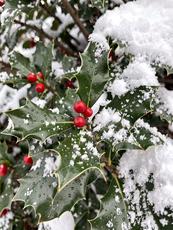 Holly With Snow