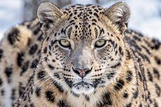 Intense Snow Leopard