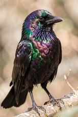 Iridescent Vigilant Crow