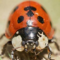 Lady Bug Face Up Close
