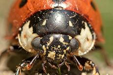 Ladybug Face Close Up