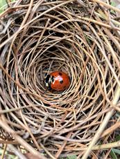 Ladybug In Nest