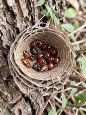 Ladybug Nest Image