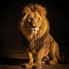 Lighting Lion