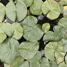 Lily Pads From Above
