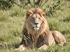 Lion In Grass
