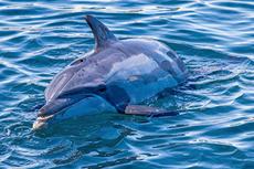 Majestic Blue Dolphin