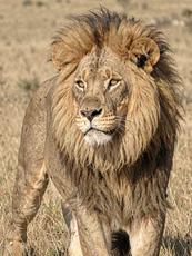 Majestic Lions