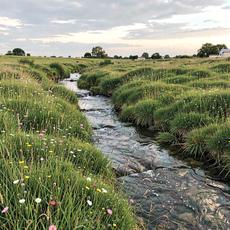 Meadow With Stream