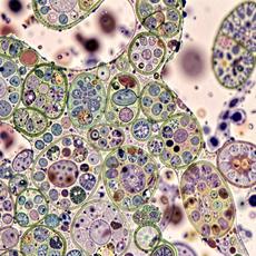 Microscopic Of Plant Cells