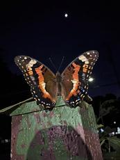 Night Butterfly