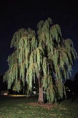 Nighttime Willow Tree