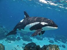 Orca Swimming Underwater