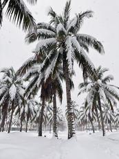 Palm Trees Covered In Snow