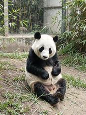 Panda Habitat