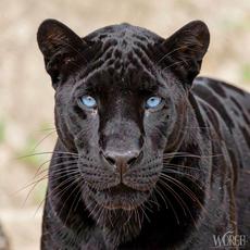 Panther With Blue Eyes