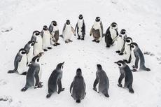 Penguins In A Circle