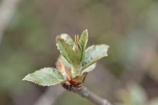 Pic Of Budding