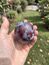 Plum In Hand
