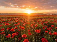 Poppy Field At Sunset