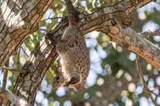 Possum Hanging From Tree