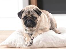 Pug On Slide