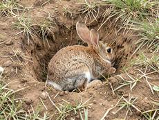 Rabbits Burrow