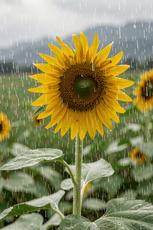 Rain Sunflower