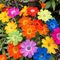 Rainbow Flowers