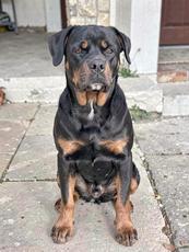 Rottweiler Sitting