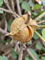 Seed Pod