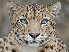 Snow Leopard Blue Eyes