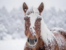 Snowy Horse Portrait
