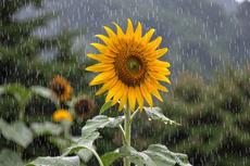 Sunflower In The Rain