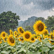 Sunflower Rain