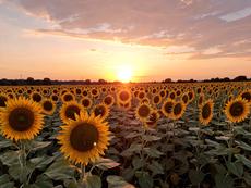Sunrise Sunflower Field