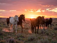 Sunset Wild Horses
