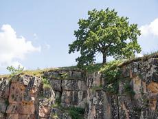 Tree On Cliff