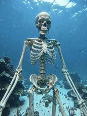 Underwater Skeleton