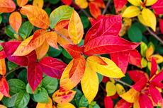 Vivid Leaves