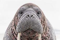 Walrus Face