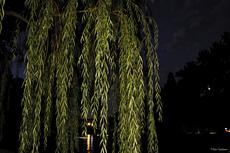 Weeping Willow At Night