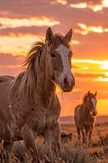 Wild Horse Sunset