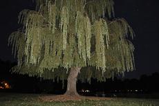 Willow Tree At Night