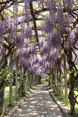 Wisteria Walkway