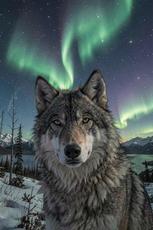Wolf In Northern Lights